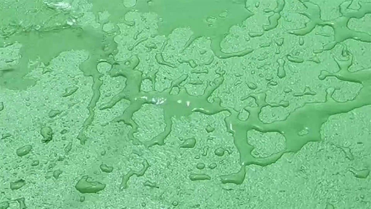 Zbs Guard Vernik 12 Kg - (Şeffaf, Geç Kirlenip, Kolay Temizlenme ve Daha Parlak Bir Zemin İçin) küçük görsel